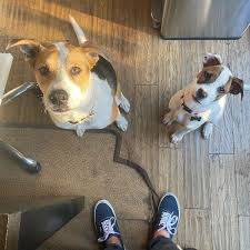 Any activities announcements childcare events garage sales groups help & charity lost & found pets missing persons pet adoptions rideshare volunteers. Helping Animals Helps Us All