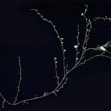 Image result for Convolvulus aschersonii