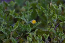 Image result for Grangea