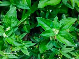 Image result for Spermacoce mauritiana