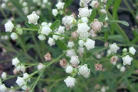 Image result for Parthenium