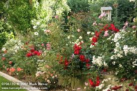 Gourmet Popcorn White Fgnd Scentimental Red Roses In Border Rosa Gourmet Popcorn R Scentimental Garden Beds Clematis Rose