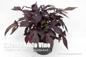 A layer of mulch over the root zone will help the soil hold moisture and reduce watering. Growing Ornamental Sweet Potato Vine As Houseplants