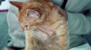 Cara Melebatkan Bulu Kucing Hanya Dengan Kuning Telur Begini Caranya Tutorial Wow Youtube