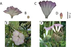 Image result for Argyreia