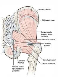 Try these five stretches for relief from tight hip flexors. Easy Notes On Muscles Of The Gluteal Region Learn In Just 6 Minutes Earth S Lab