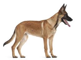 The belgian shepherd is an extremely intelligent but challenging breed to live with. Belgian Shepherd Dog Puppy 5 Months Old Standing Against White Background Sponsored Dog Puppy Belgian Sh Belgian Shepherd Dogs And Puppies Puppies