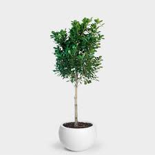 All parts of the trees/shrub are poisonous but not fatal unless a large amount is eaten. Greenery Unlimited Ficus Moclame Care