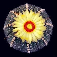 100 Pcs Bag Real Mini Cactus Seeds Rare Succulent Perennial Herb Plants Bonsai Pot Flower Seeds Indoor Plant For Home Garden In 2021 Cactus Seeds Flower Seeds Cactus Plants