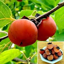Image result for Diospyros virgata