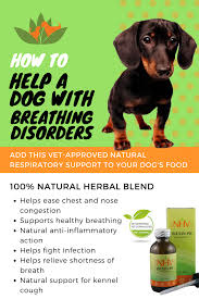 Resp Aid For Dogs Chest Congestion Remedies Chest Congestion Congestion Remedies