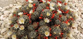 Rid the roots of large. Mammillaria Prolifera Texas Nipple Cactus World Of Succulents