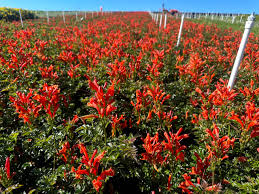 Image result for Tecomaria capensis