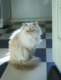 Clearly, doll face kittens are healthier and better looking (we think!) version of the persian, himalayan, and exotic shorthair cat breeds. Himalayan Cat Facts For Kids