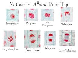 Allium Root Mitosis Ch 8 Mitosis Biology Lessons Mitosis Activity