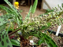 Image result for Ledebouria