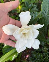 Image result for Gardenia 2012 MiTo