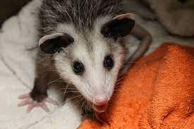 Wild Heart Ranch Did You Know That It Is Very Rare For An Opossum To Have Rabies It Is Believed Its Because Of Their V Awesome Possum Opossum Wild Hearts