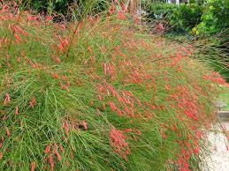Firecracker Fern Plantas Resistentes A Seca Dicas De Jardinagem Jardinagem E Paisagismo