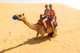 Take a dubai camel ride tour to experience the mystifying beauty of dubai desert. Mesmerizing Experience Of Camel Ride In Dubai