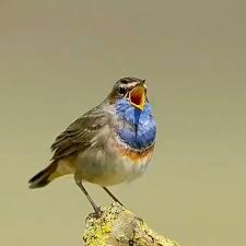 Birds That Start With A P Pin On Birds