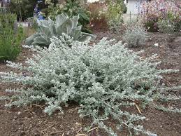 Image result for Plecostachys