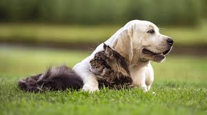 12mm+ questions answered · helped over 8mm worldwide Vet Near Me 97224 Willowbrook Veterinary Hospital Tigard Or