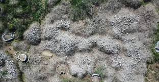 繁殖力旺盛的外來種鳥類「埃及聖 」（音同旋），全台估算至少已超過萬隻，不僅影響 本土鳥類生存空間，也因食量大危害農作生態。 新北市農業局為避免數量繼續擴張，委託 專業團隊執行監測、搜尋、調查與生殖控制，至9月底共移除754隻成、幼鳥及50顆鳥蛋. å¤–ä¾†ç¨®åŸƒåŠè–ä´‰çˆ†é‡ç¯‰å·¢ç¤¾ç¾¤ç›´æ'­ä¸»ç›´æ—å·¢ç©´æ—è›‹ ç'°å¢ƒè³‡è¨Šä¸­å¿ƒ