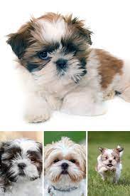 Shih Tzu Puppy Shih Tzu Dog Shih Tzu Puppy Shih Tzu Dog Pet Dogs Photos