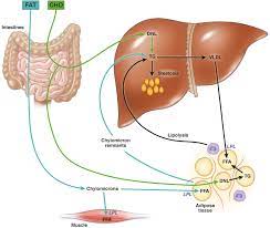 After a meal, the blood sugar (glucose) level rises as carbohydrate is digested. Macronutrients And The Adipose Liver Axis In Obesity And Fatty Liver Cellular And Molecular Gastroenterology And Hepatology