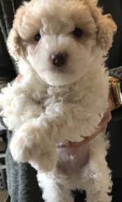 Maltipoo Puppies For Sale In Michigan Top 5 Breeders 2021 We Love Doodles