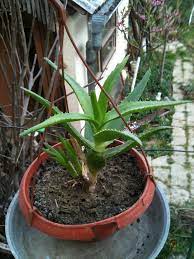 Simply cut the leaf as close as possible to the main stem. Aloe Vera Plant Propagation How To Start An Aloe Plant From Cuttings Or Pups