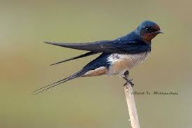 Barn Swallow Birds That Make Mud Nests The Barn Swallow Hirundo Rustica Is The Most Widespread Species Of Swallow In The World It Is A Distinctive Passerine Bird With Blue Upperparts Animals Birds