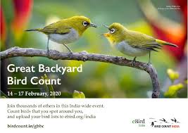 I first heard about the bird count from happy homemaker uk in her post last year about the big garden birdwatch. i so desired to do our own. Great Backyard Bird Count 2020 Bird Count India