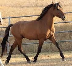 Pin By Mara S On I Love Horses Mustang Horse Horses Horse Breeds