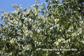 Image result for Ellipanthus