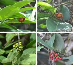 Image result for Uvaria