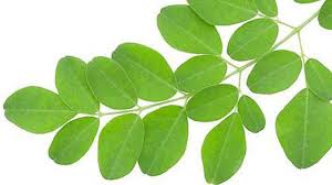 Maybe you would like to learn more about one of these? Benarkah Daun Kelor Dapat Menurunkan Berat Badan Cantik Tempo Co