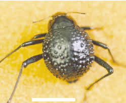 The namib desert beetle is a master of water conservation. The Namib Desert Beetle Features A Network Of Hydrophobic And Download Scientific Diagram