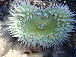Image result for Anemone transvaalensis