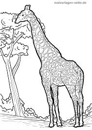 Malvorlage Giraffe Tiere Kostenlose Ausmalbilder
