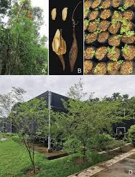 Image result for Ormocarpum