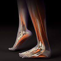 3 Essential Foot Exercises Every Runner Should Do To Run Longer And Stronger Ankle Exercises Foot Exercises Running Injuries