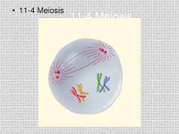 Section 11 4 meiosis answer key.pdf free pdf download now!!! Ppt Starter Question Powerpoint Presentation Free Download Id 6687465