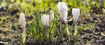 Falls weidensträucher im garten angepflanzt werden, müssen diese regelmäßig. Der Garten Im Februar Garten Europa