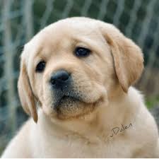 We did not find results for: Labrador Retrievers For Sale Bend Oregon