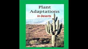 Since cacti rarely have leaves, an unusual characteristic of a cactus plant is its ability to photosynthesize with its stem. Adaptations Of Deserts Plants Cactus For Kids Youtube