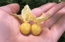 Why You Should Grow Ground Cherries In Your Next Summer Garden Tyrant Farms