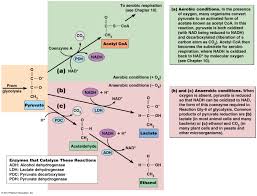 We did not find results for: Biol2060 Cell Biology