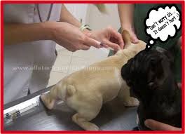 vaccination protocol are vaccines safe for my dogs french